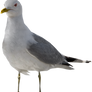 Seagull 2