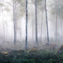 Birch forest stock