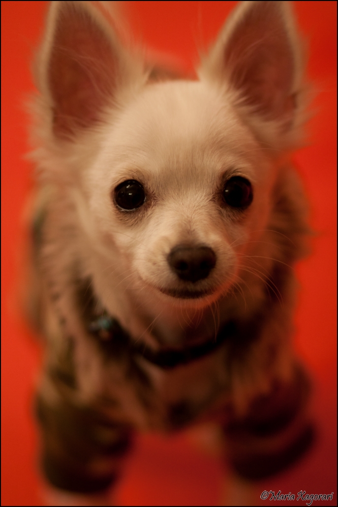 Chihuahua