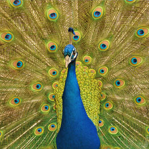 Peacock