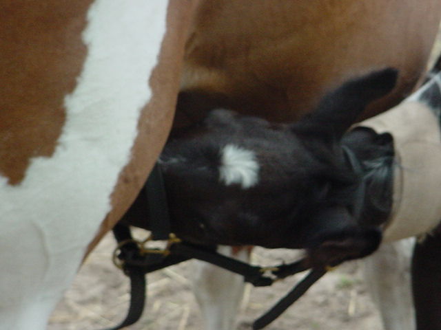 Foal Suckling