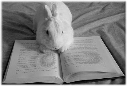 Reading Bunny