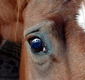 Awesome Possum's Eye