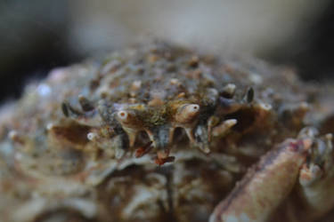 Crab Face