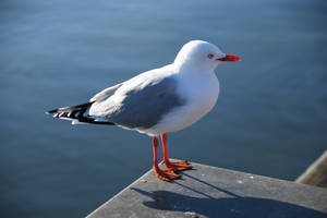 Seagull