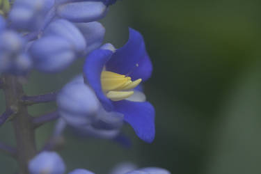 Blue And Yellow