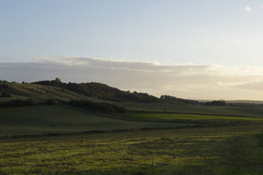 Golden Hour Field