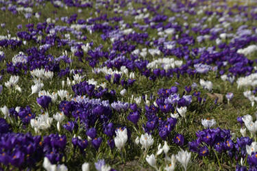 Flower Field