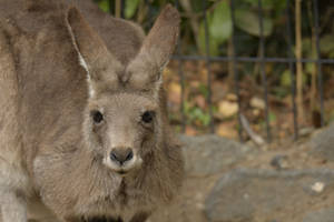 Kangaroo