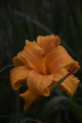 Flower Dew