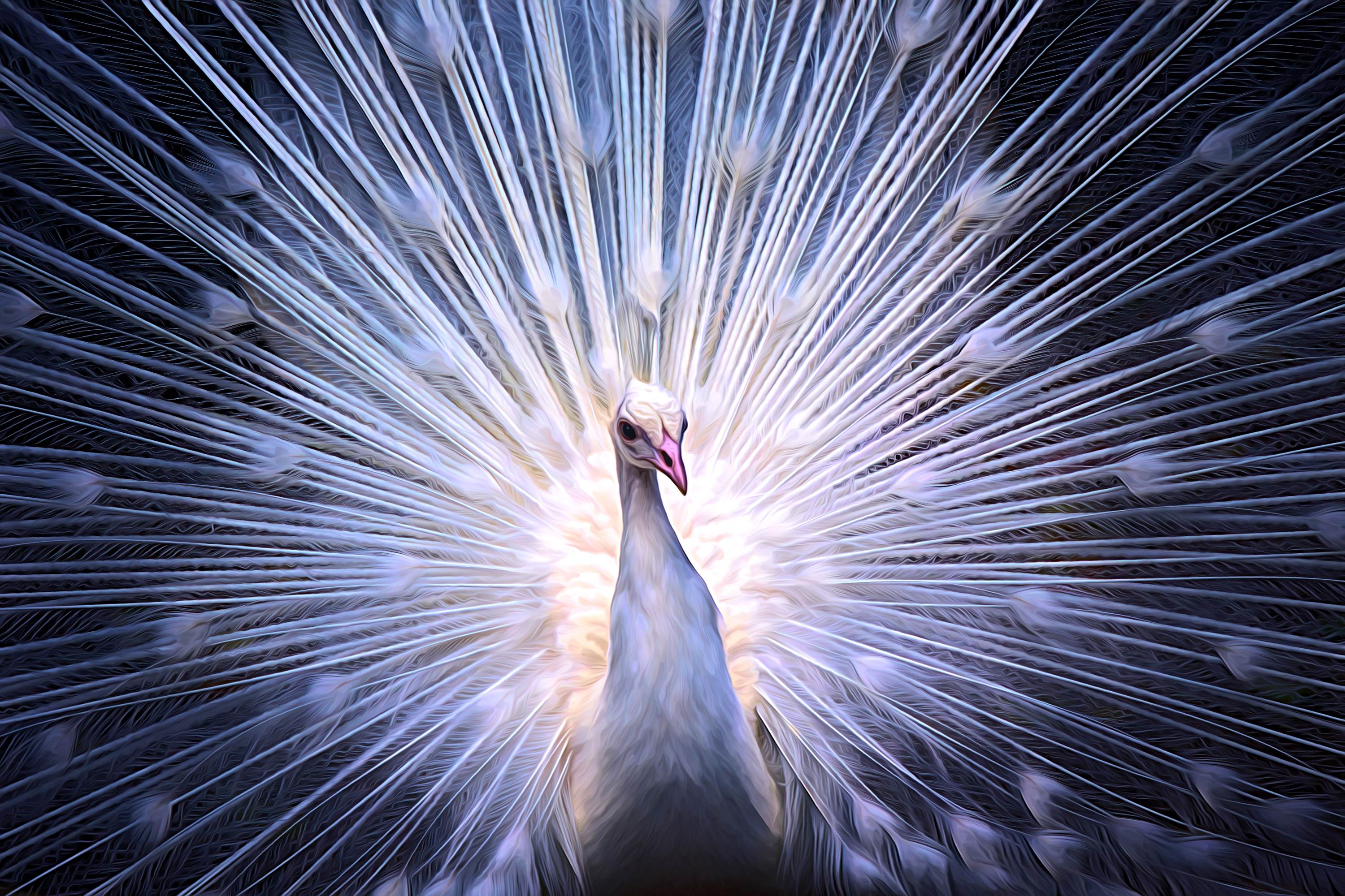 White Peacock by Keld-Bach on DeviantArt White Peacock by Keld-Bach on DeviantArt