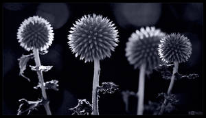 Thistle Globes