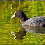 Cool Coot