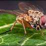 Kneeling Tachinid Fly