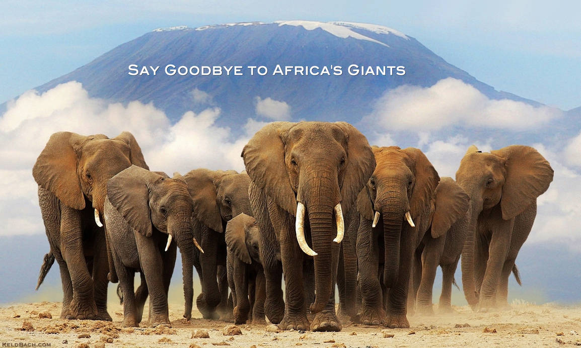 Слоновье стадо. Стадо африканских слонов Килиманджаро. Стадо слонов. Стая слонов. Стадо животных.