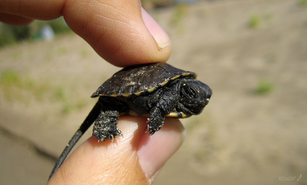 Little Turtle