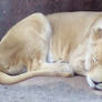 Sleeping Lioness