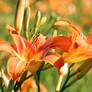 366 Project 3 Ditch Lilies