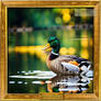 Team Animal Duck