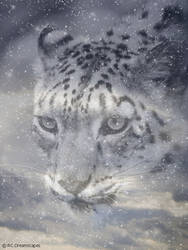 Leopard Snow
