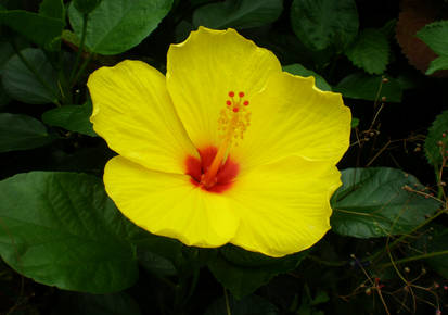 Yellow flower