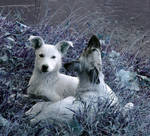 dogs by NimeniAlta