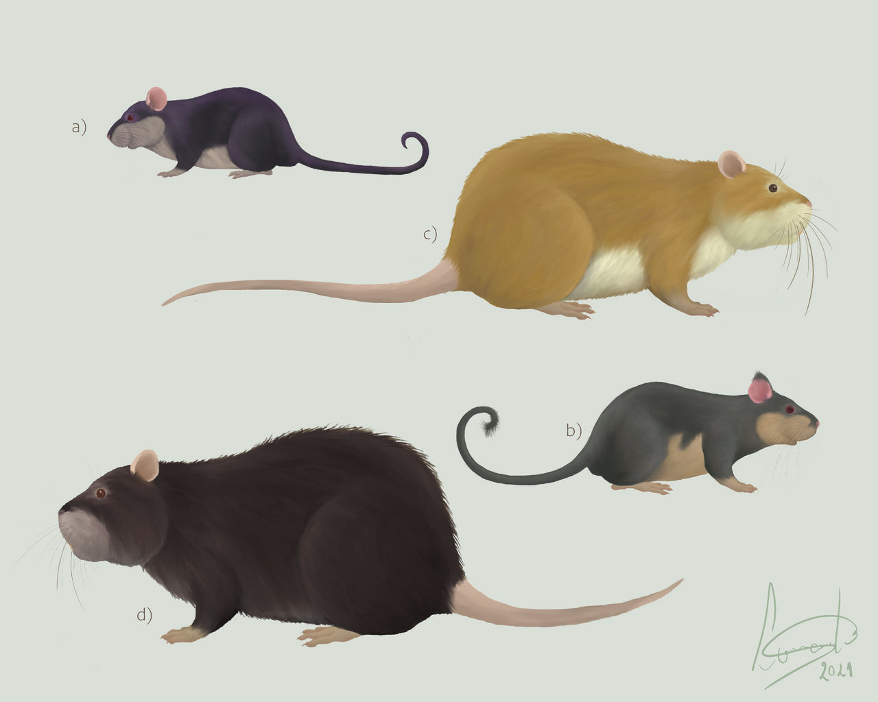 Human Ratta Rattatas and Raticates by leonardismos on DeviantArt
