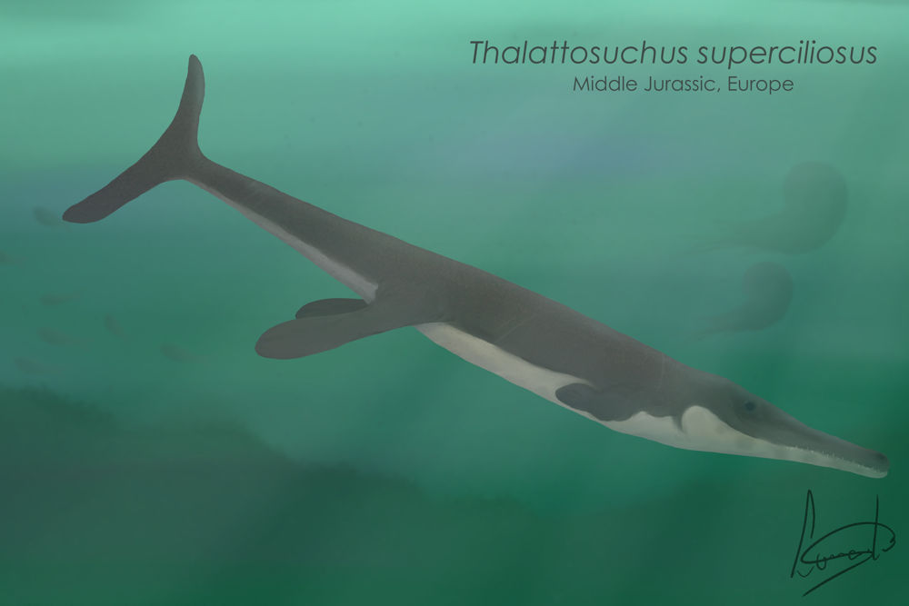 A young Thalattosuchus superciliosus by leonardismos on DeviantArt