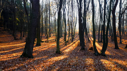 Autumnal Light