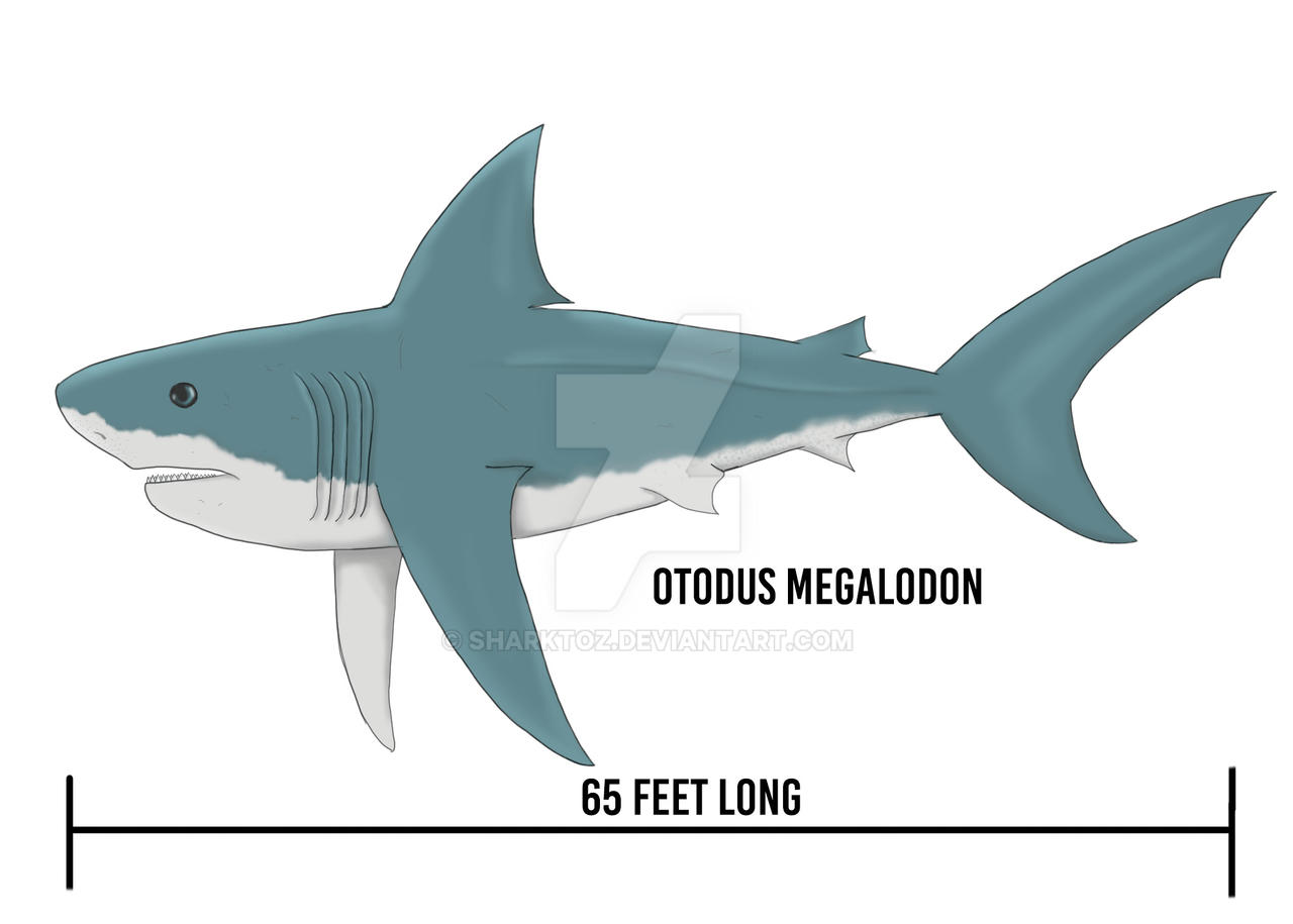 Updated Megalodon by Sharktoz on DeviantArt