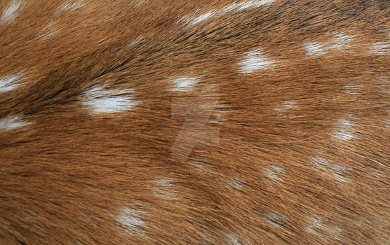 Deer skin