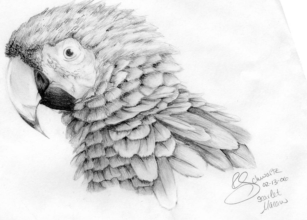 Рисунок Попугая Для Срисовки Карандашом