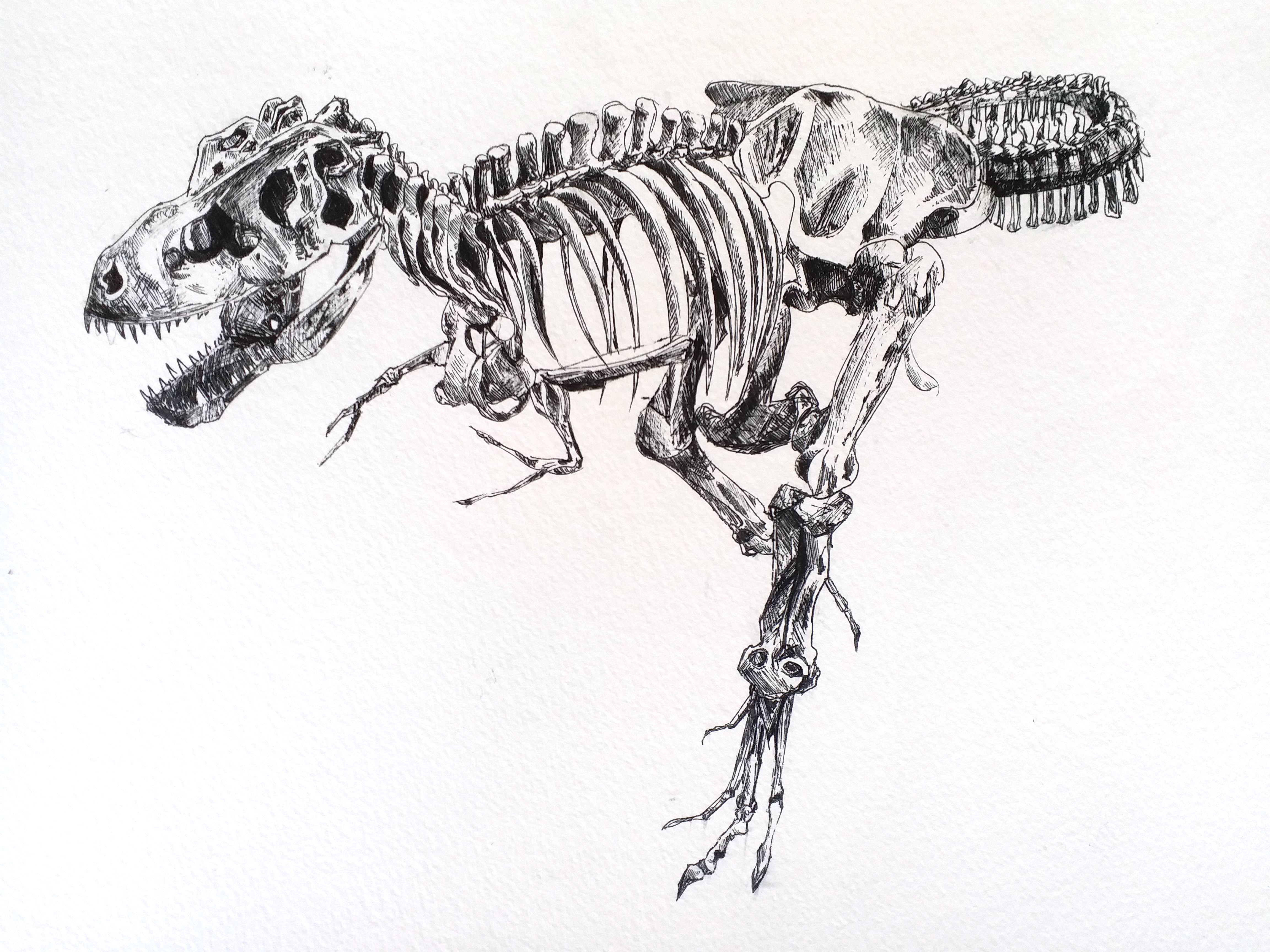 Dinosaur Skeleton Sketch by MargozMidnight on DeviantArt
