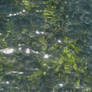 Water Seaweed Texture