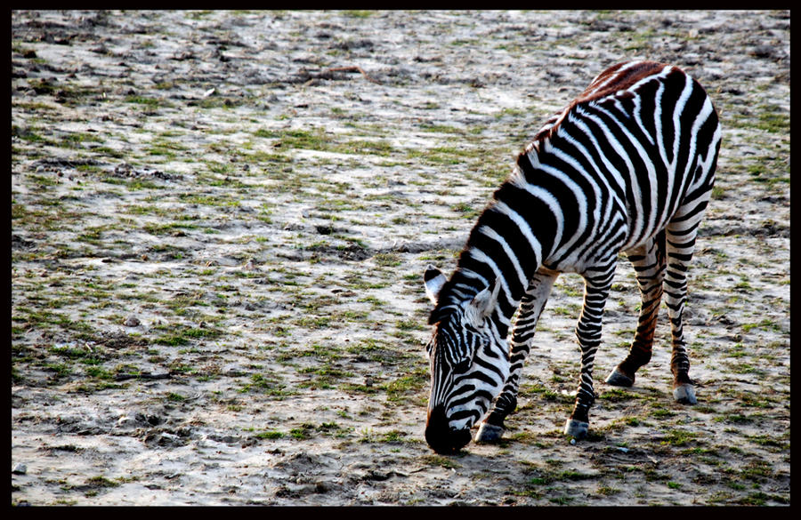 zebra