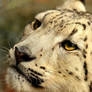 Snow Leopard Cub: Close-Up