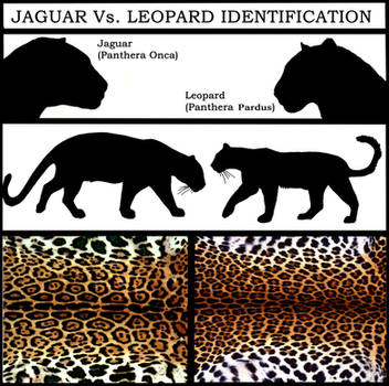 Jaguar Vs. Leopard by NaturePunk