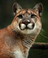 Chinook - Cougar by NaturePunk