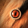 Taxidermy Glass Fox Eye