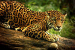 The Intensity of Jaguar Eyes