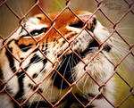 America's Tiger Addiction II by NaturePunk