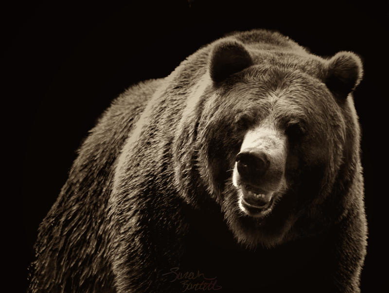Медведь на черном фоне. Медведь. Медведь на темном фоне. Гризли. Злой медведь.