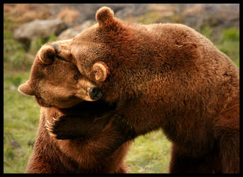 Grizzly Bear Fight Club
