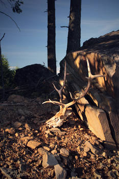 Elk Skull