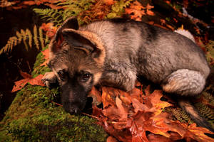 Cabal in the Leaves