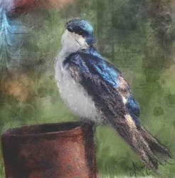Tree Swallow - digital watercolour