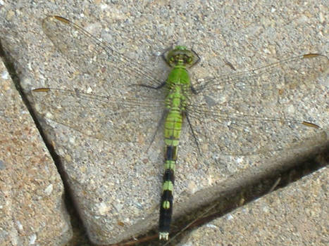 Dragonfly (sunbathing)