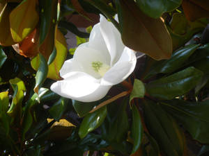 Mysterious Magnolia