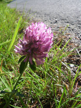 Cheerful Clover