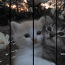 Steam Workshop | 2 Cute Kittens